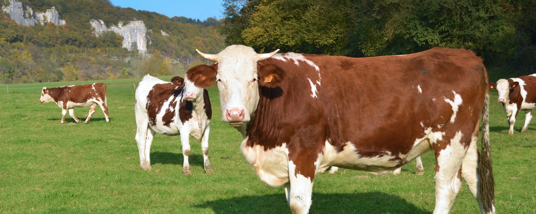 Cattle