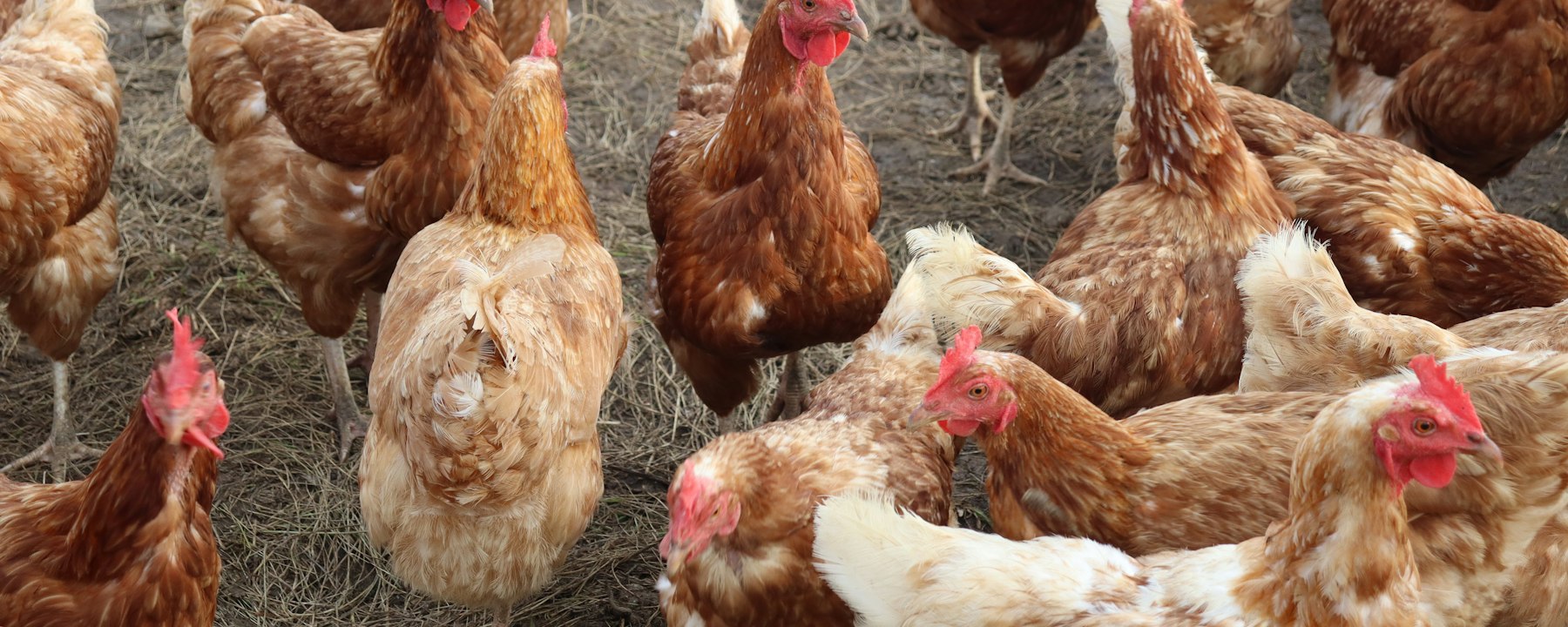 Live chickens on a poultry farm