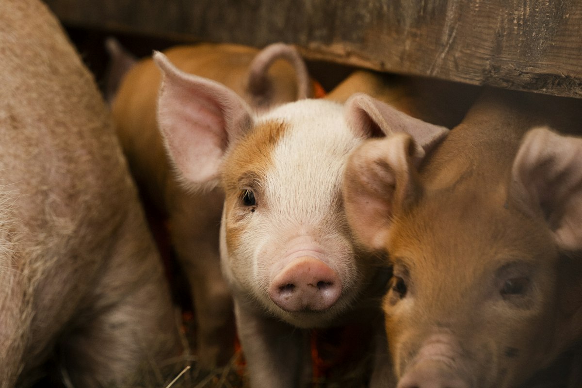 Hogs on a farm